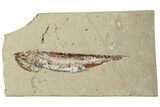 Cretaceous Viper Fish (Prionolepis) Fossil - Lebanon #200632-1